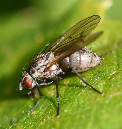 Anthomyia confusanea